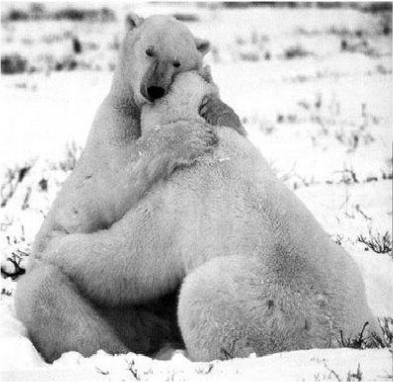 Ours_Amour_tendre_Amour_vache_pdf.png